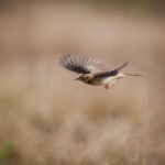 How is attachment to my therapist a sign of healing when it hurts more than my original pain?