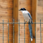 qiqiguo-bird