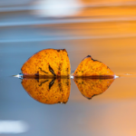 leaf-7623202_1920