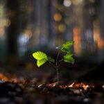 kodl68-forest-10394495_1920