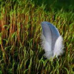 feather-6604487_1920